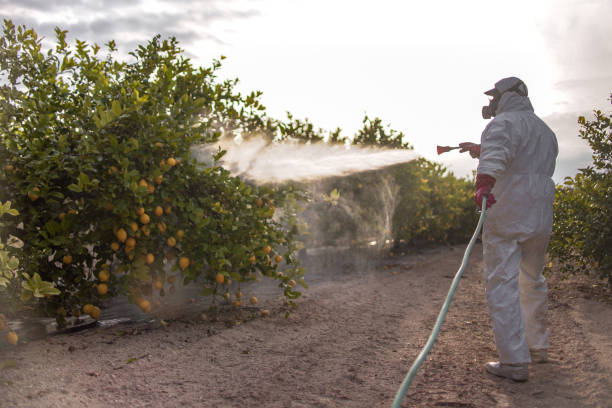 Best Spider Control Near Me  in Eloy, AZ