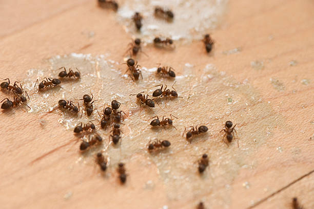 Best Pest Control for Restaurants  in Eloy, AZ