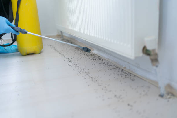 Best Mosquito Control Services  in Eloy, AZ