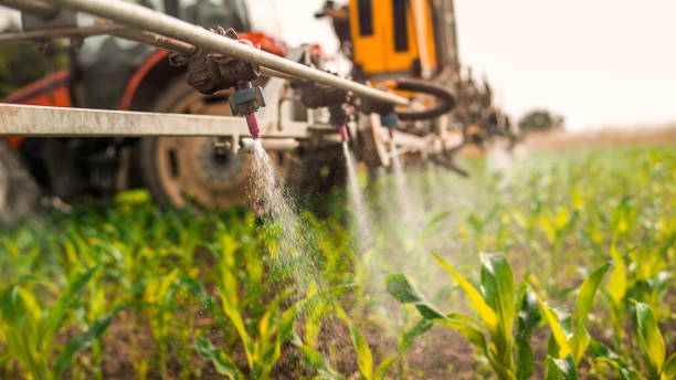 Best Ant Control Services  in Eloy, AZ